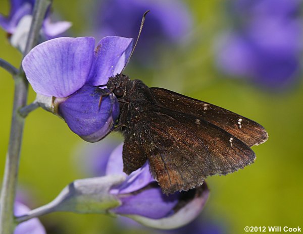 Northern Cloudywing (Thorybes pylades)