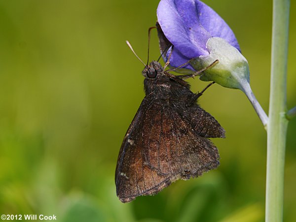 Northern Cloudywing (Thorybes pylades)