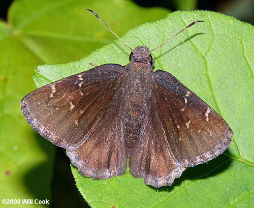 Northern Cloudywing (Thorybes pylades)