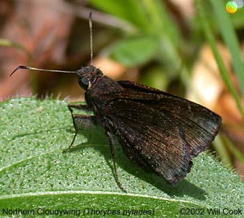 Northern Cloudywing (Thorybes pylades)