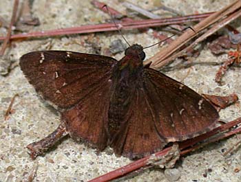 Northern Cloudywing (Thorybes pylades)