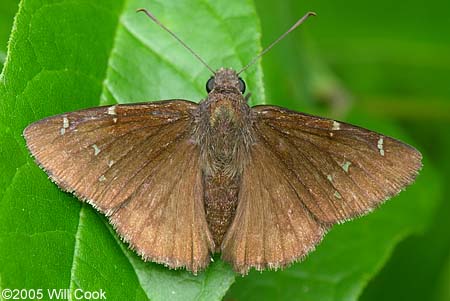 Northern Cloudywing (Thorybes pylades)