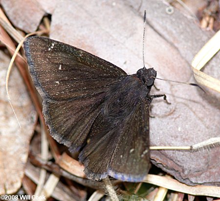 Northern Cloudywing (Thorybes pylades)