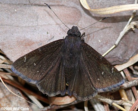 Northern Cloudywing (Thorybes pylades)