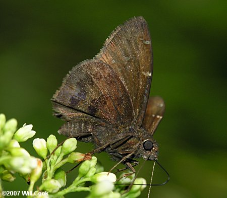 Northern Cloudywing (Thorybes pylades)