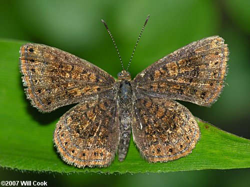 Northern Metalmark (Calephelis borealis)