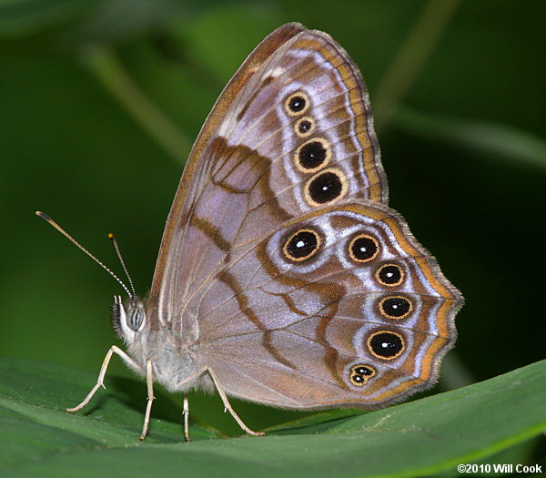 Northern Pearly Eye (Enodia anthedon)