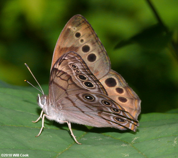 Northern Pearly Eye (Enodia anthedon)