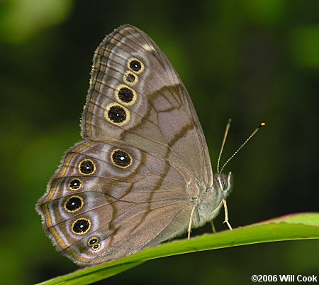 Northern Pearly Eye (Enodia anthedon)