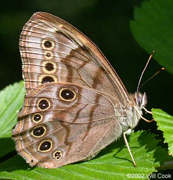 Northern Pearly Eye (Enodia anthedon)