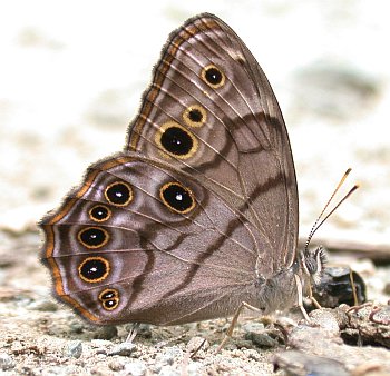 Northern Pearly Eye (Enodia anthedon)