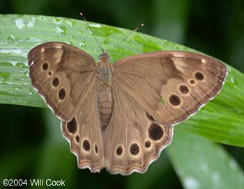 Northern Pearly Eye (Enodia anthedon)