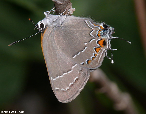 Oak Hairstreak (Satyrium favonius)