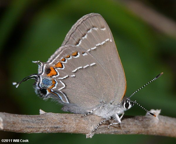 Oak Hairstreak (Satyrium favonius)