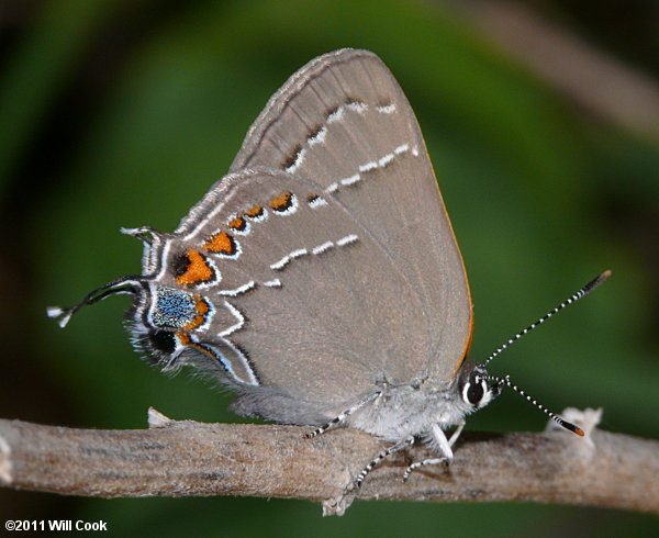 Oak Hairstreak (Satyrium favonius)