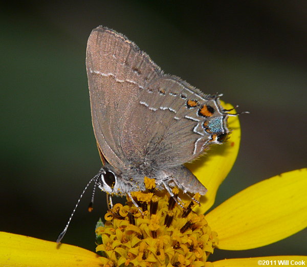 Oak Hairstreak (Satyrium favonius)