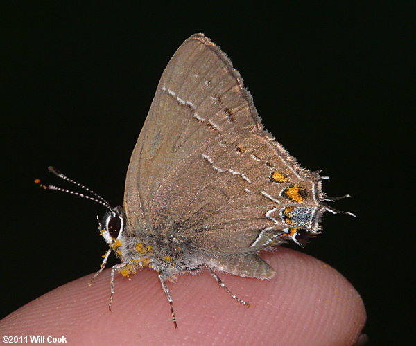 Oak Hairstreak (Satyrium favonius)