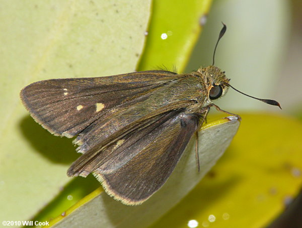 Obscure Skipper (Panoquina panoquinoides)