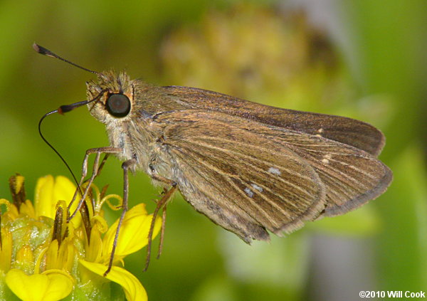 Obscure Skipper (Panoquina panoquinoides)