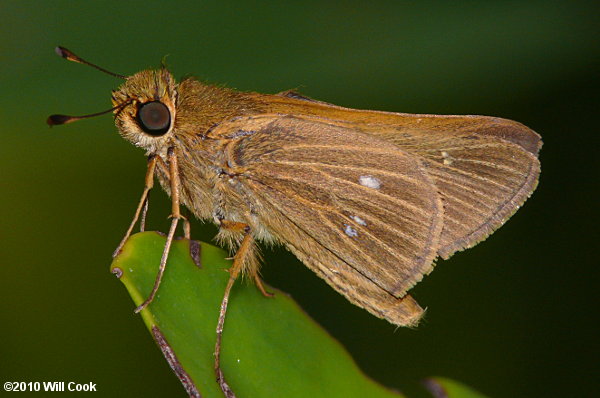 Obscure Skipper (Panoquina panoquinoides)