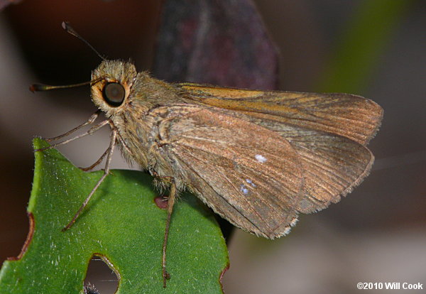 Obscure Skipper (Panoquina panoquinoides)