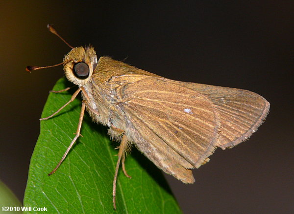 Obscure Skipper (Panoquina panoquinoides)