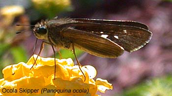 Ocola Skipper (Panoquina ocola)