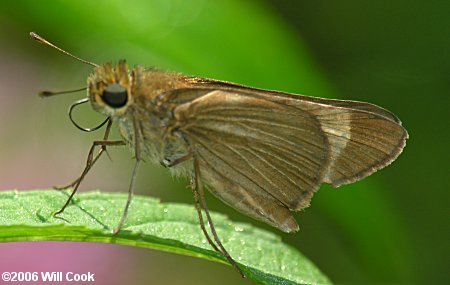 Ocola Skipper (Panoquina ocola)