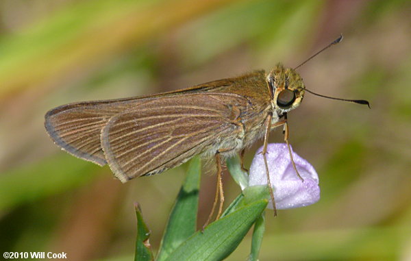 Ocola Skipper (Panoquina ocola)
