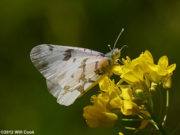 Olympia Marble (Euchloe olympia)