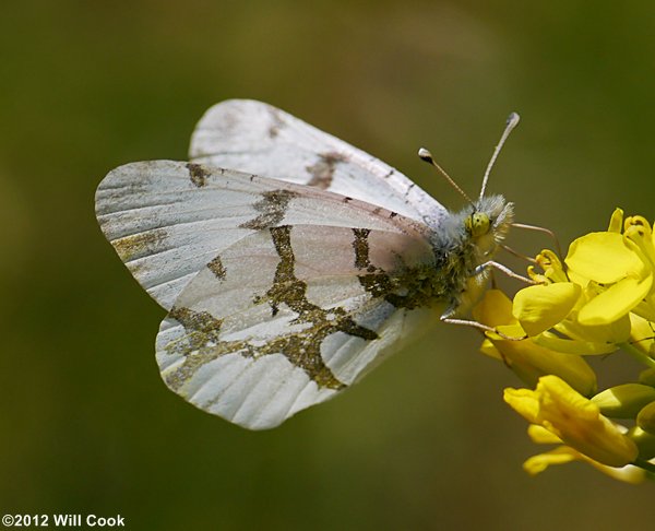 Olympia Marble (Euchloe olympia)