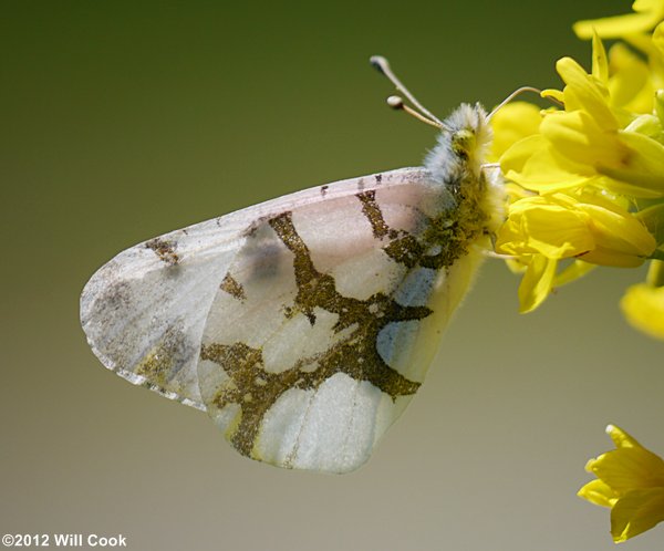 Olympia Marble (Euchloe olympia)