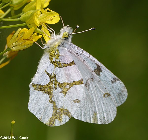 Olympia Marble (Euchloe olympia)