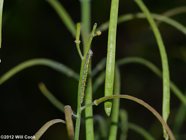 Olympia Marble (Euchloe olympia) caterpillar