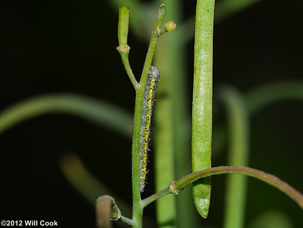 Olympia Marble (Euchloe olympia) caterpillar