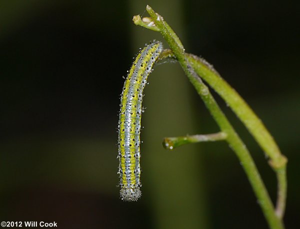 Olympia Marble (Euchloe olympia) caterpillar