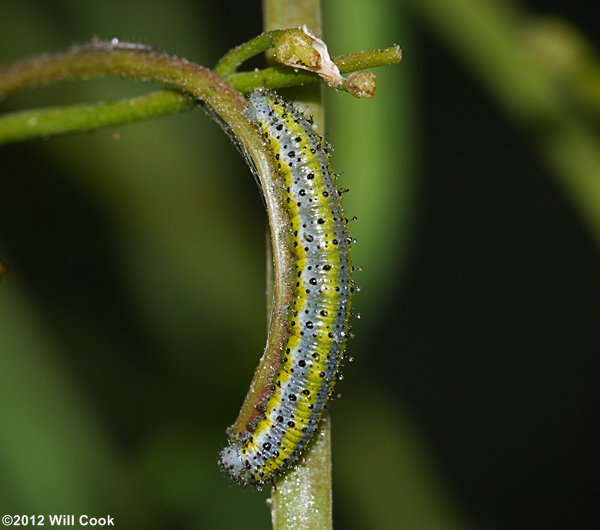 Olympia Marble (Euchloe olympia) caterpillar