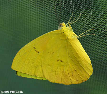 Orange-barred Sulphur (Phoebis philea)