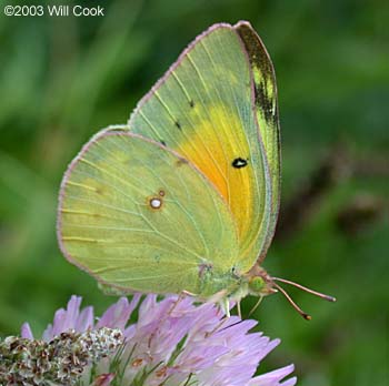 Orange Sulphur (Colias eurytheme)