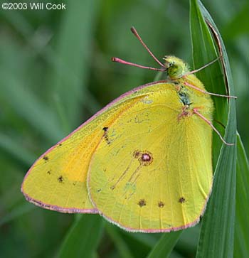 Orange Sulphur (Colias eurytheme)