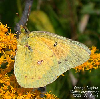 Orange Sulphur (Colias eurytheme)