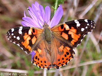 Painted Lady (Vanessa cardui)