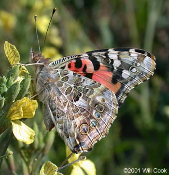 Painted Lady (Vanessa cardui)