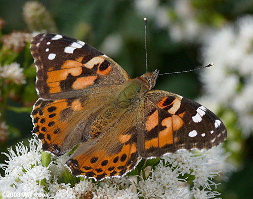 Painted Lady (Vanessa cardui)