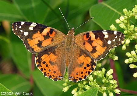 Painted Lady (Vanessa cardui)