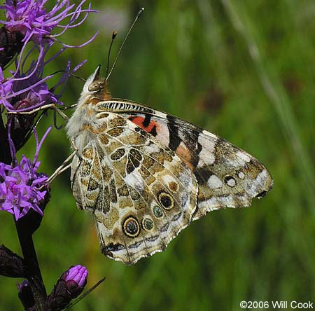 Painted Lady (Vanessa cardui)