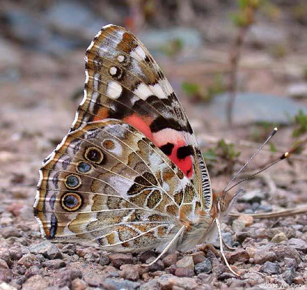 Painted Lady (Vanessa cardui)