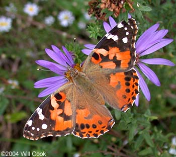 Painted Lady (Vanessa cardui)