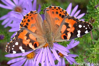 Painted Lady (Vanessa cardui)