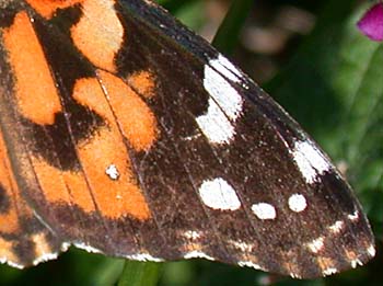 Painted Lady (Vanessa cardui)